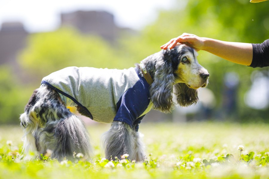 犬の加齢が原因で起こるトラブル６選！なにに気を付けて過ごせばいいの？