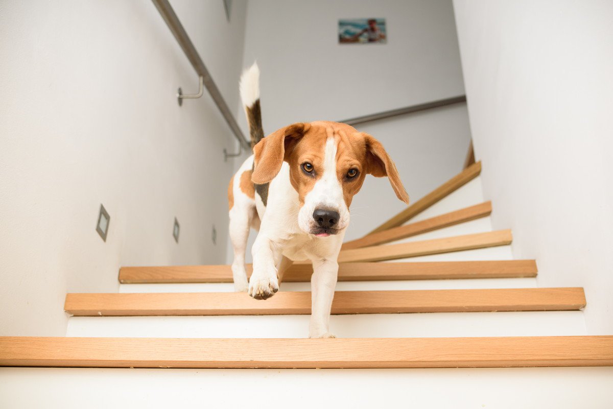 意外な見落としが危険を及ぼす！犬を飼う時に気をつけたい『室内環境』3選