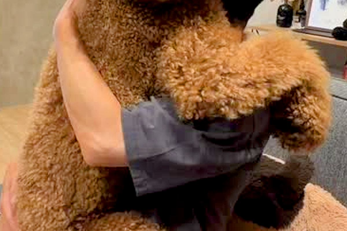 1時間ぶりにお父さんと再会した大型犬→『会いたかった』と抱っこをせがみ…自分のサイズをわかっていない『子どものような光景』が197万再生