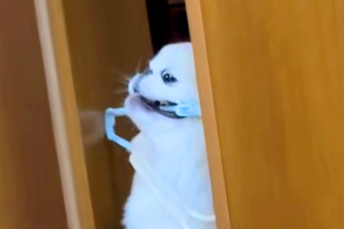 どうしてもハンガーを運びたい犬→扉に引っかかってしまって…思わず応援したくなる『必死すぎる光景』が54万再生「犬生1周目」「吹いたｗｗ」