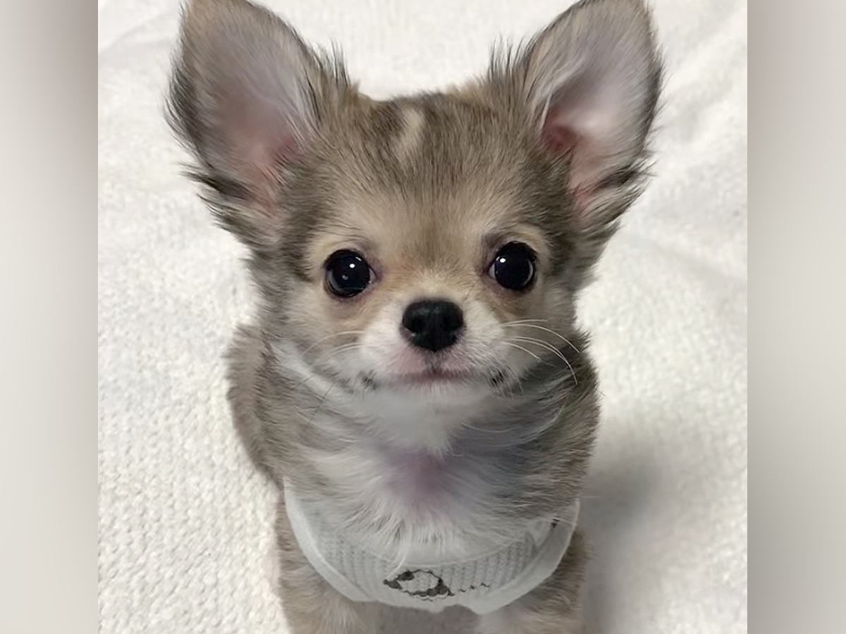 グレーの毛をもつ赤ちゃん犬→成犬になった結果…まさかの『別犬並みのビフォーアフター』が話題に　出会った頃と違いすぎる姿に驚き