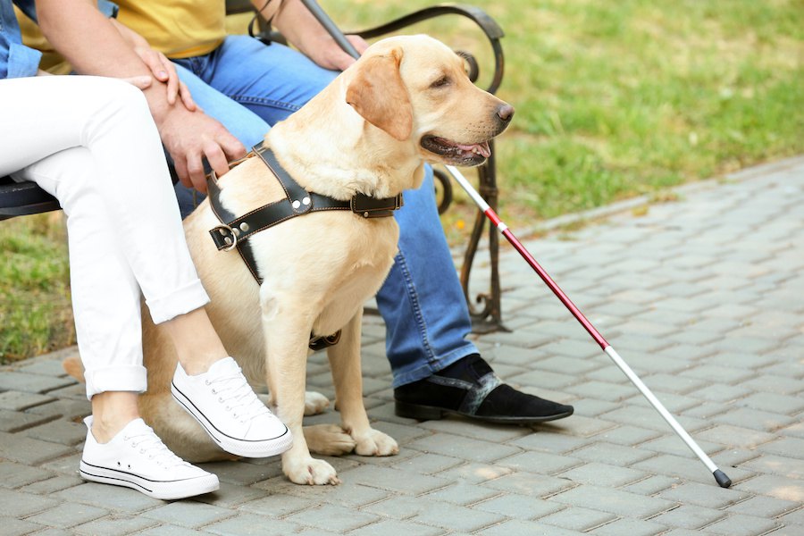 『盲導犬』を見かけた時に絶対にしてはいけないNG行為５選