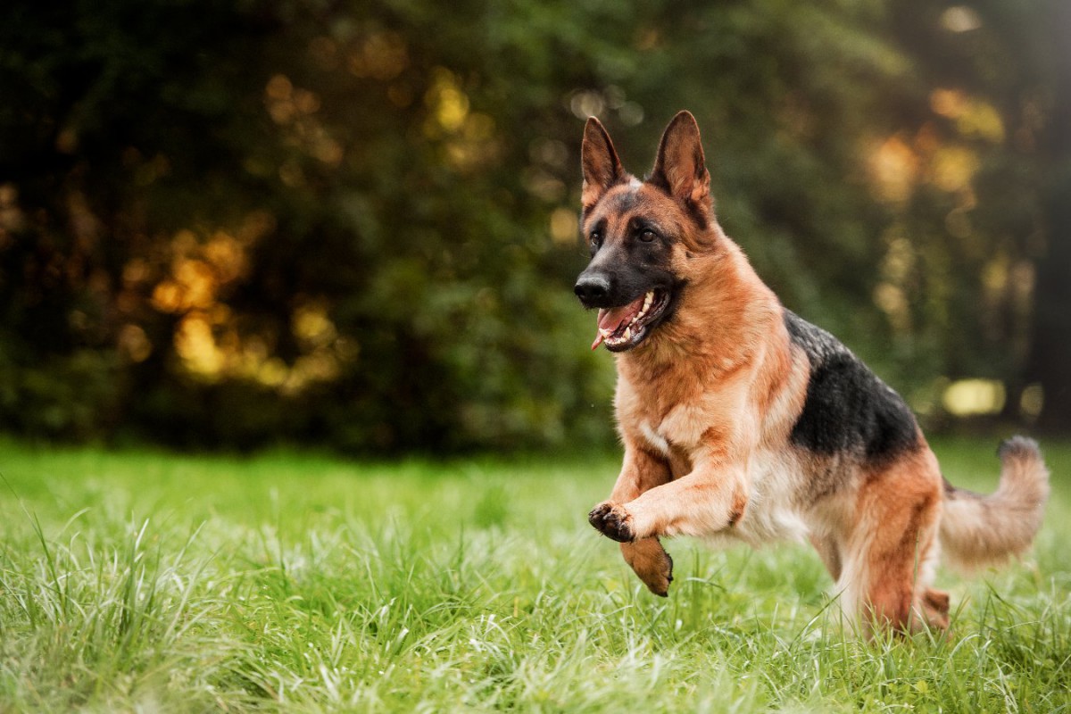 かなりの運動量が必要な犬種4選！飼う前に知っておきたい相性