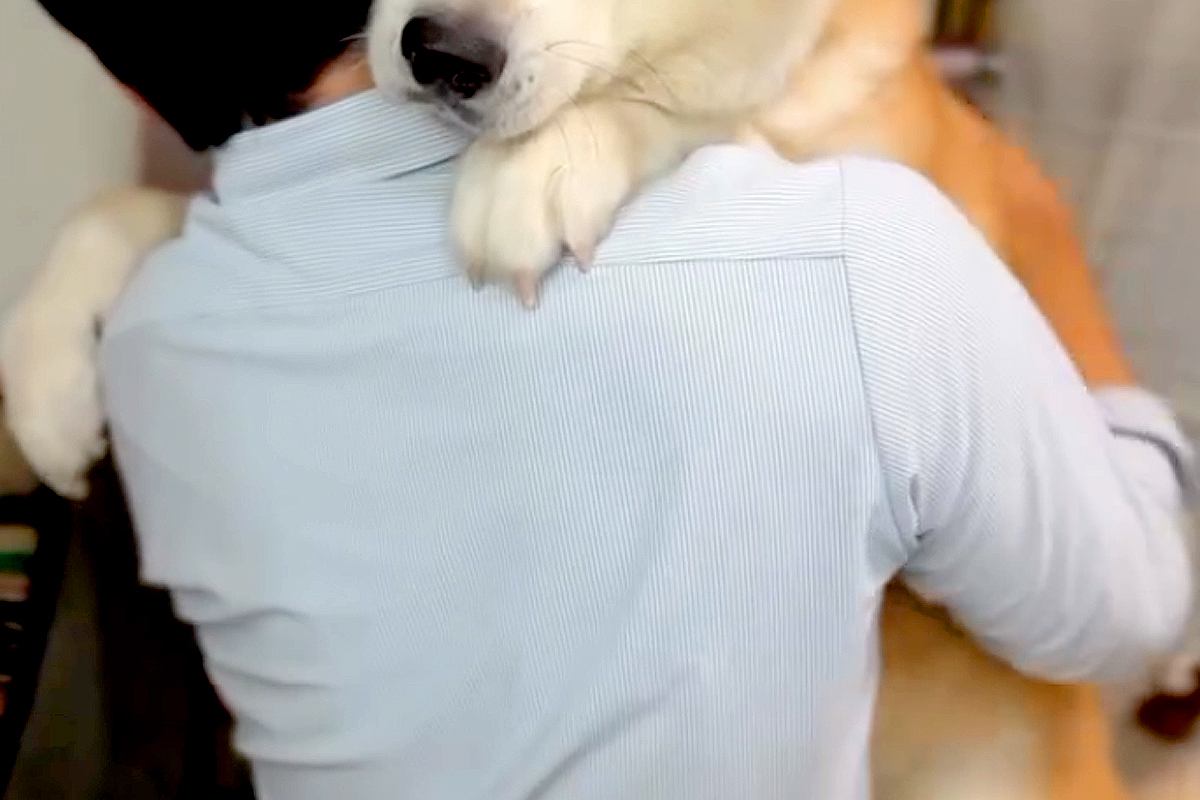 32キロの秋田犬が、パパに『抱っこして』と甘えた結果→大きさを分かっていない『赤ちゃんすぎる光景』が12万再生「たまらん」「愛の重み」