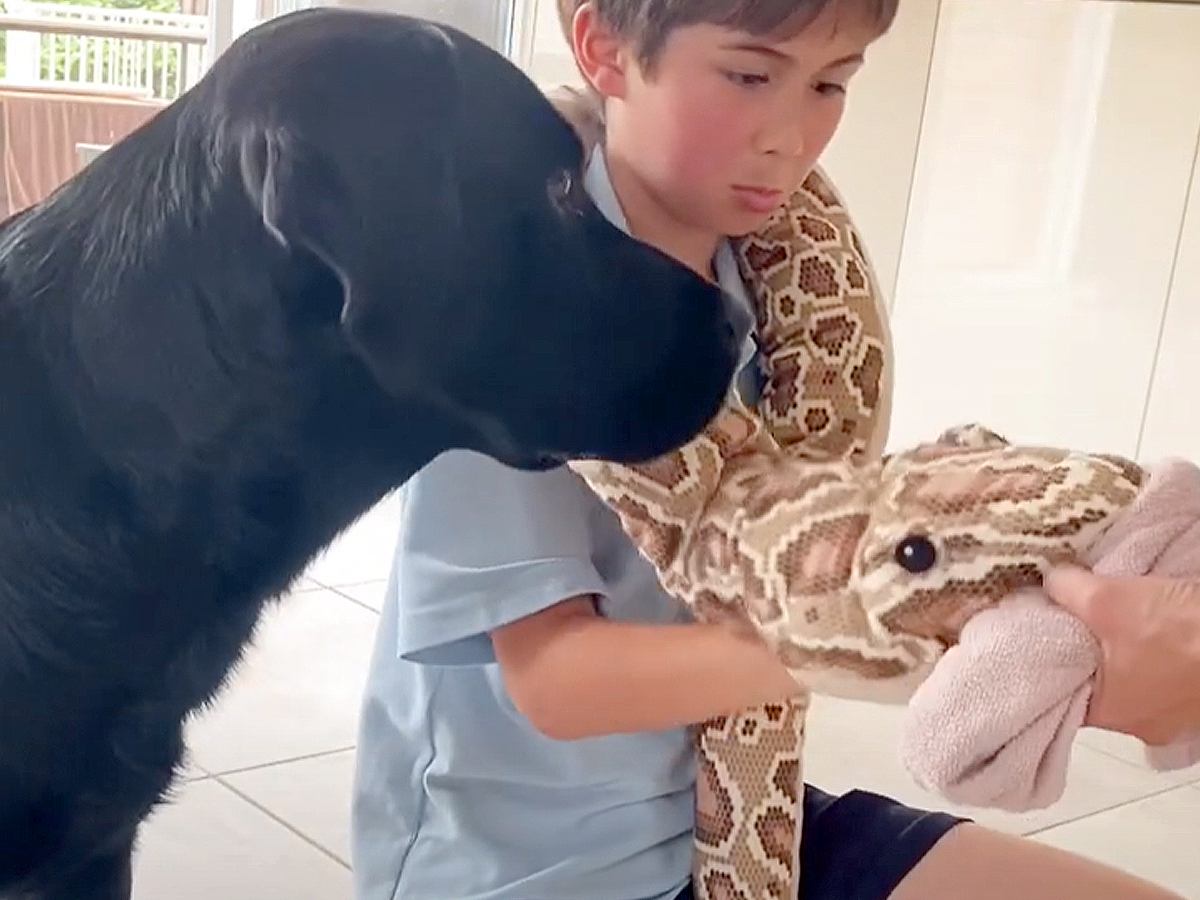 台所のタオルを盗む犬→かわりに『ヘビのおもちゃ』を叱ってみせたら…想定外の『まさかのリアクション』に「困った顔がｗ」「優しい」と反響