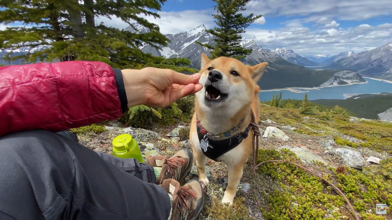 美しいカナダの山でハイキングする柴犬が話題　神秘的な展望に「こんな絶景一度でいいから見てみたい」「最高の相棒」の声