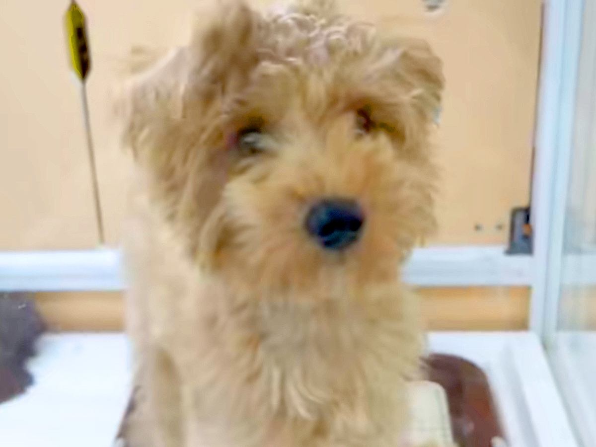『35000円で売れ残った犬』を発見→『絶対幸せにしたい』と決意した結果…思わず涙が出る『７年後の光景』に反響「運命」「素敵な出会い」