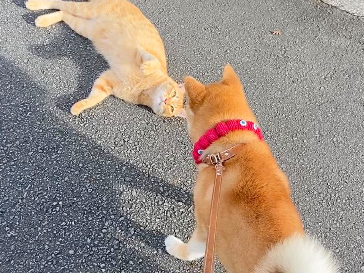 散歩中の犬が『グイグイくる野良猫』に遭遇した結果…予想外すぎる『まさかの展開』が91万再生「そういうパターンもあるのｗ」「あざと可愛い」