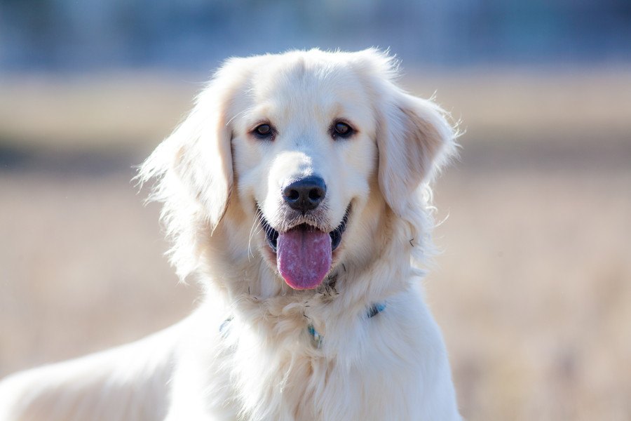 『愛されている犬』の４つの共通点