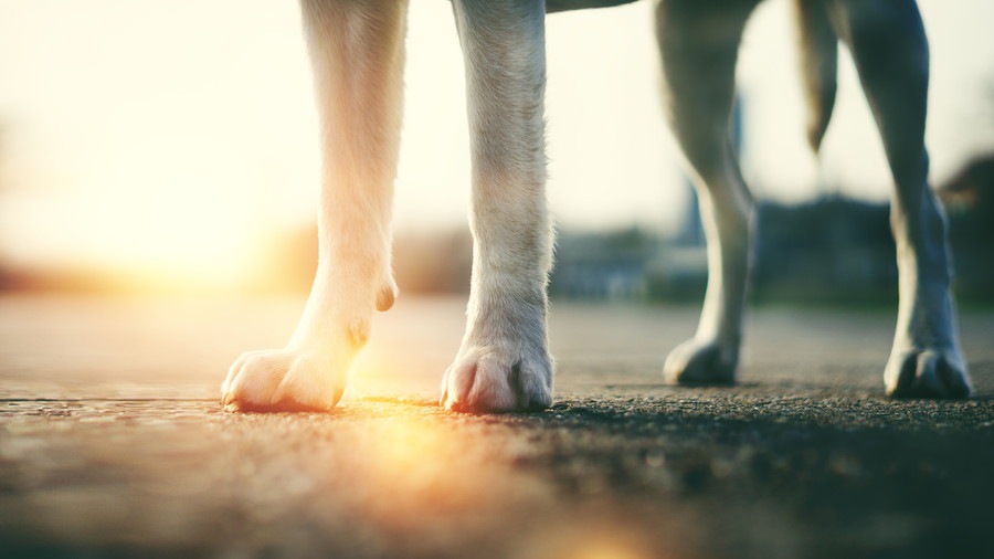 犬にとって夏のアスファルトは凶器！地獄の夏を乗り越える工夫