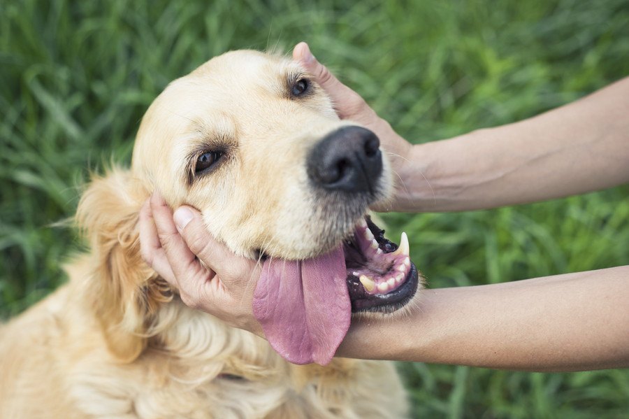 プリズンドッグとは？保護犬と囚人の心を救う画期的なプログラム