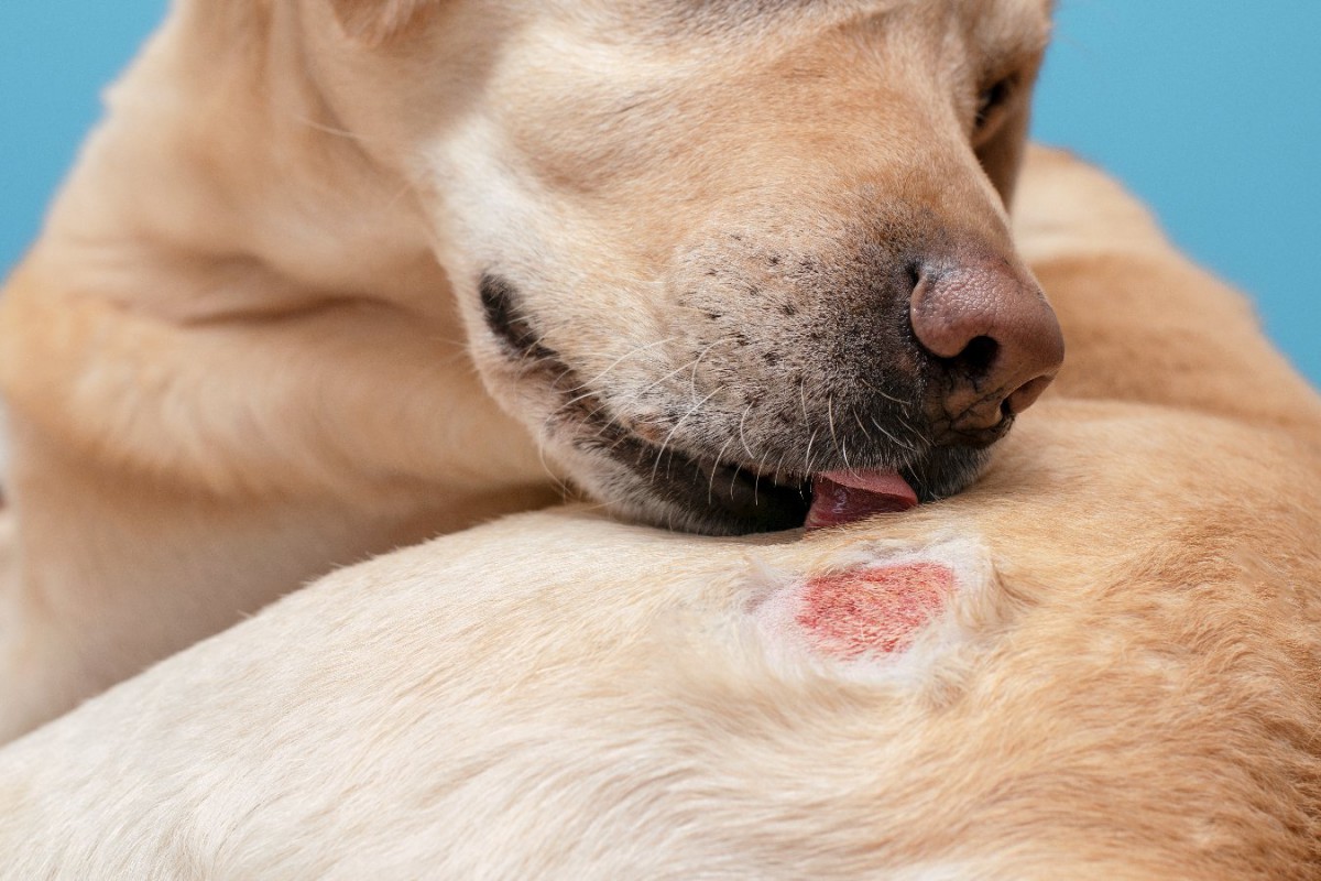 犬のアトピー治療に腸内細菌叢の移植は有効か？【研究結果】