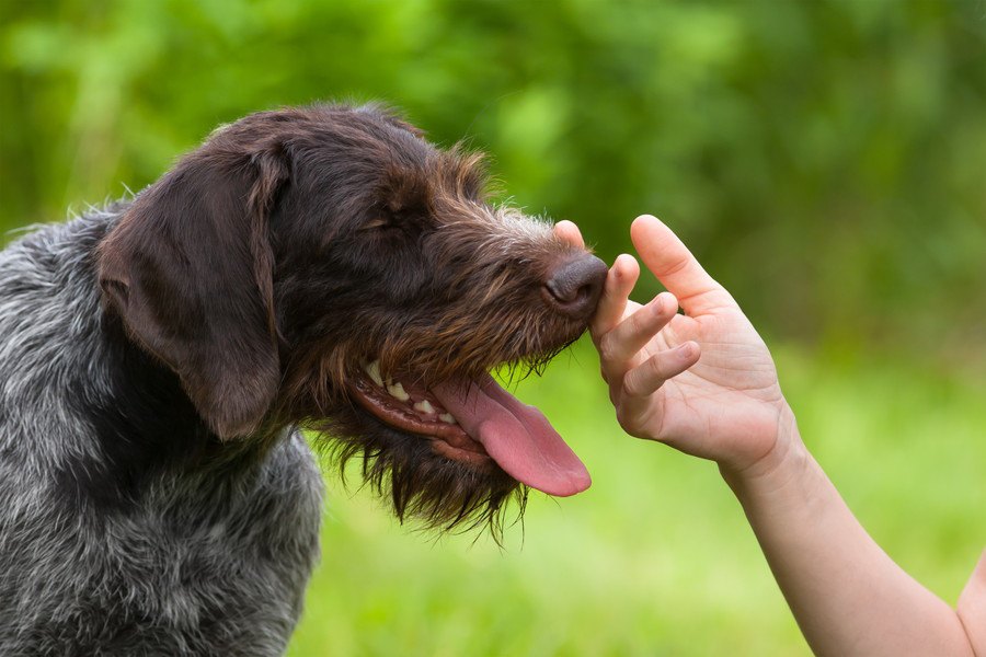 犬が飼い主のニオイを嗅ぐ理由３つ