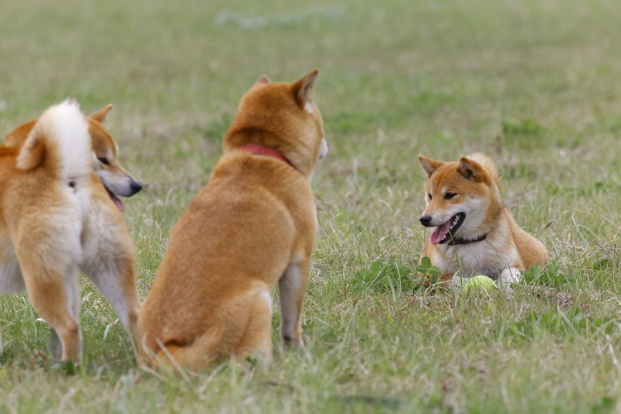 『柴距離』って知ってる？柴犬の『独特な距離感』を感じることはありませんか？