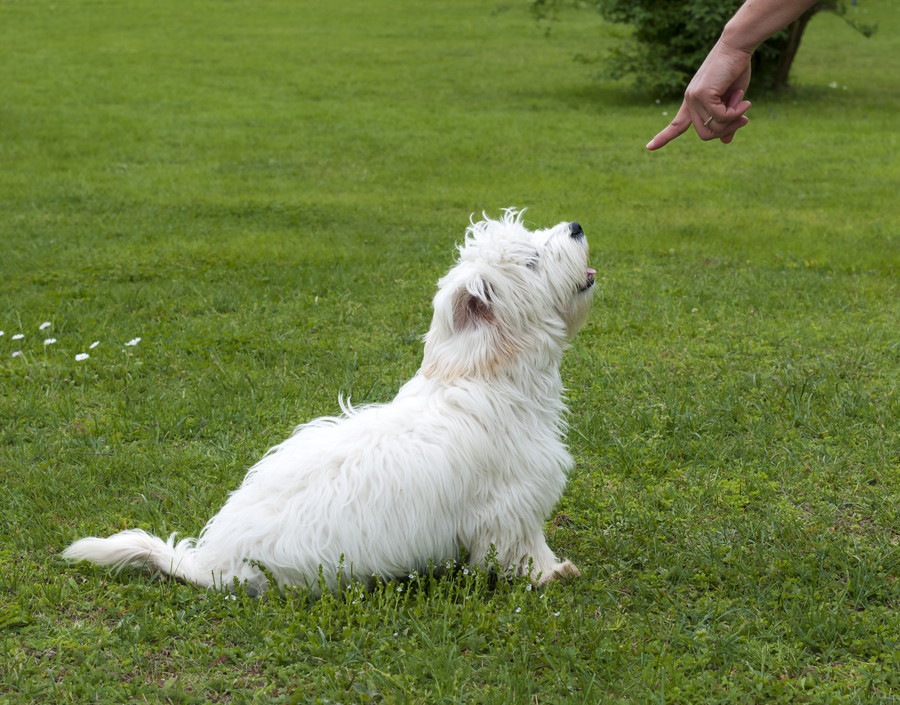 犬のしつけに悩む飼い主さん必見！簡単かつ犬にも分かり易いしつけ方