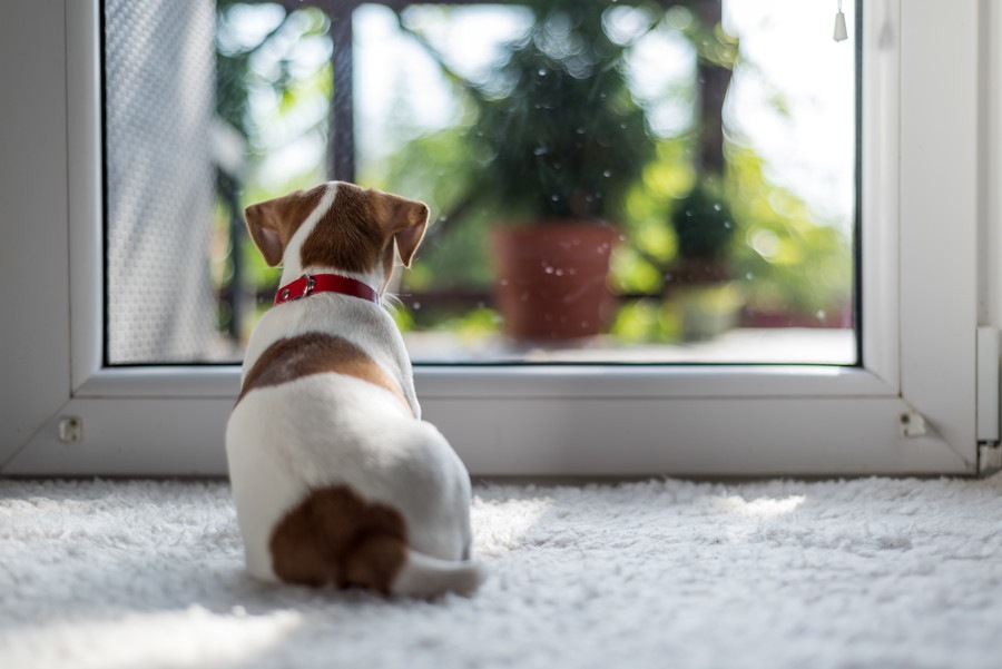 犬もペットロスになる？多頭飼いで残された犬への接し方