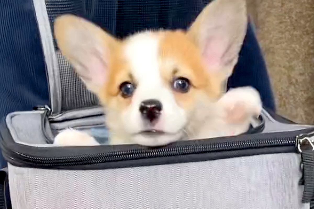 『バッグから出れない！助けて！』と慌てる子犬→下の方を見てみると…目を疑う『まさかの光景』が220万再生「助けてあげたいｗ」「たまらん」
