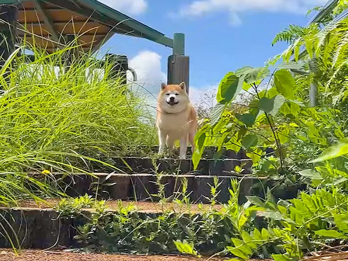 犬と空港近くでお散歩をしていたら、お姉ちゃんが現れ…再会で『感情が大爆発する姿』が感動的だと7万再生「まるでドラマ」「泣けてきた」