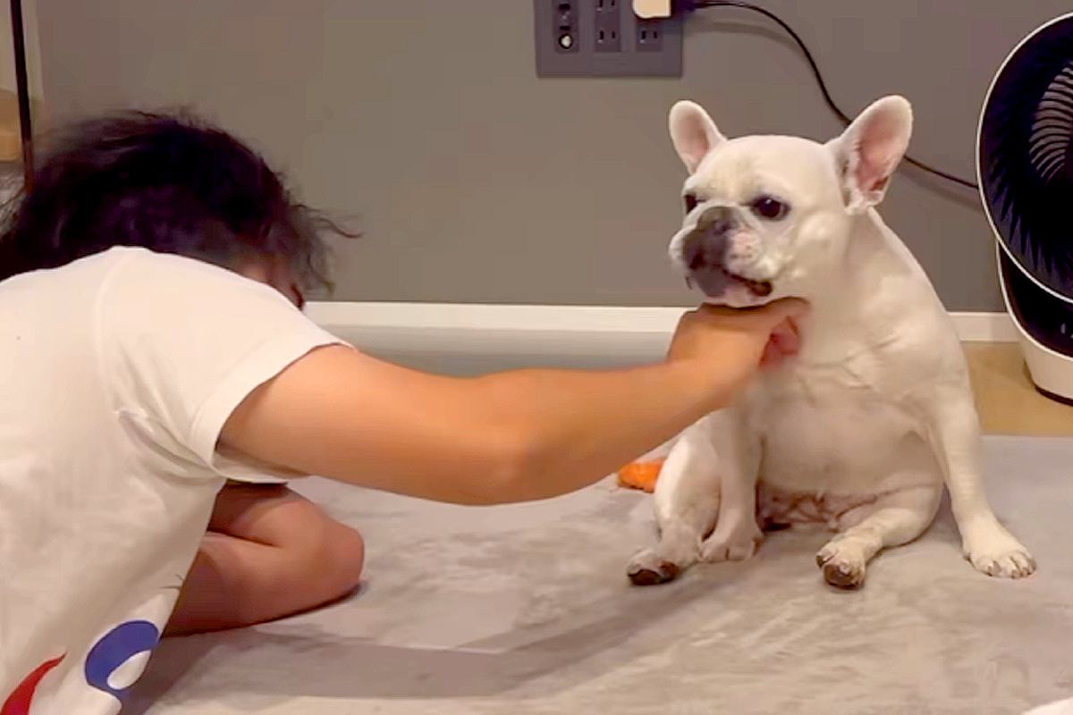 パパが『くつろぐ犬を撫でた』結果→『喜ぶかな』と思ったら…辛辣すぎる『まさかの態度』が36万再生「座り方可愛すぎる」「ずっと見ていたい」