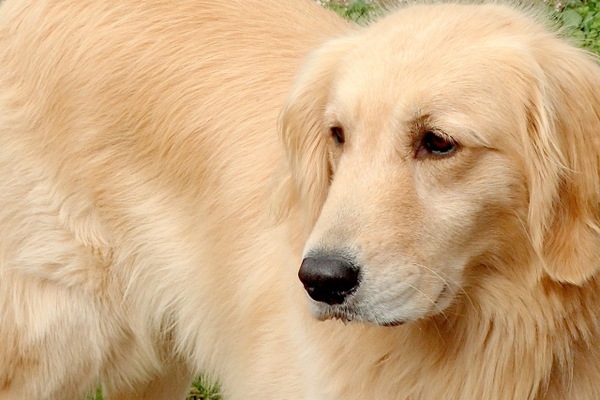 もはや他人事じゃない！犬の介護のHow to本について