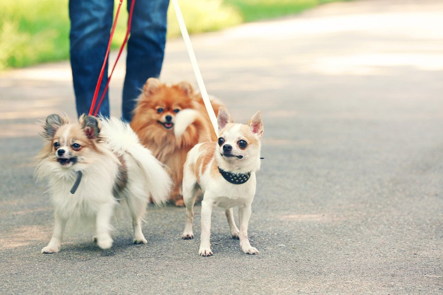 犬のリードの種類４選！それぞれのメリットとデメリット