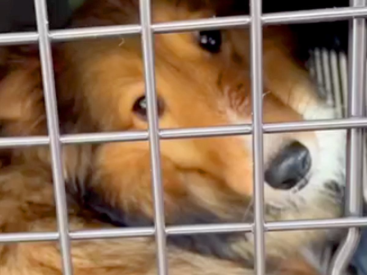 『大量の歯石や悪臭で酷い状態の犬』が初めて人と暮らした結果…愛情を注ぎ続けた『１年間の記録』に涙腺崩壊すると56万再生「ずっと幸せに」