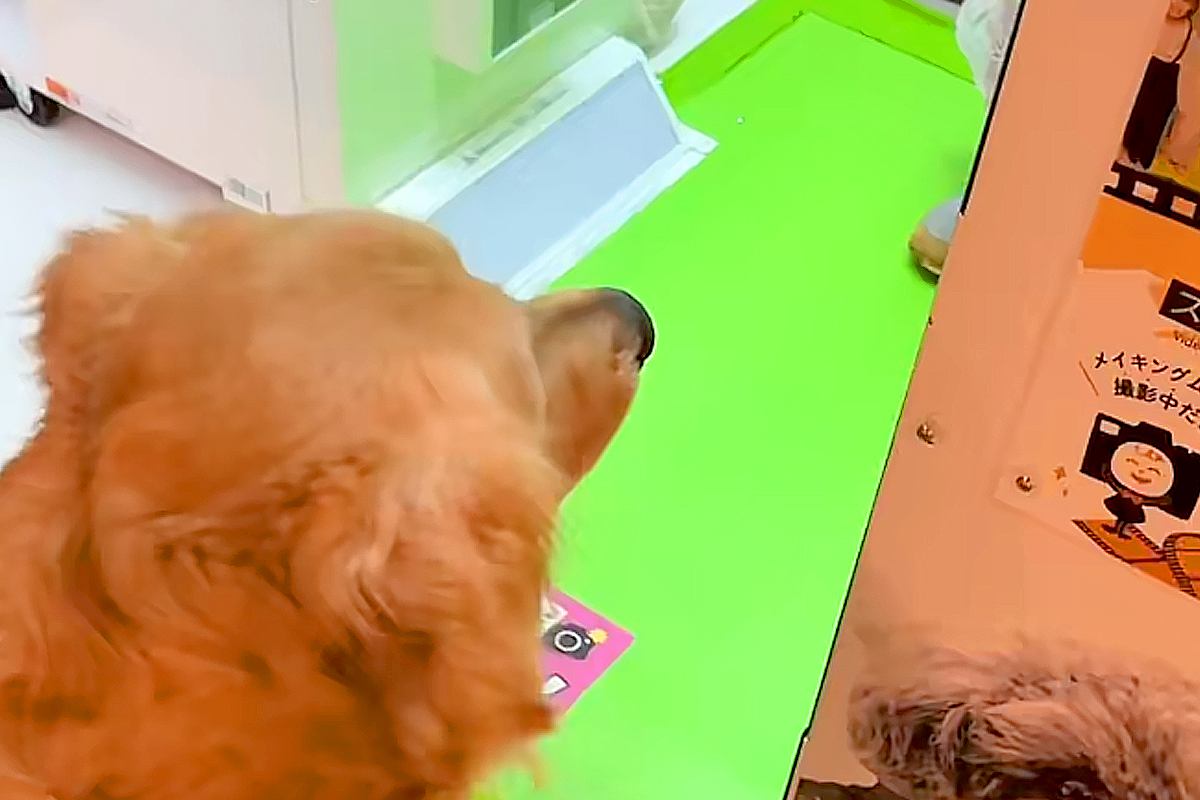 大型犬と『プリクラ』を撮ってみた結果→『可愛いプリができる』と思ったら…想像と違う『出来栄え』が43万再生「いい思い出」「浴衣可愛い」