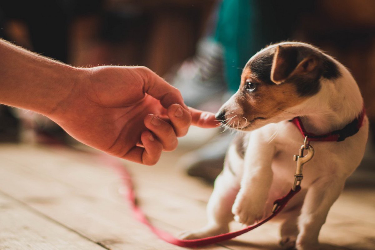 『臆病な犬』にしてはいけない飼い主の絶対NG行為5選！