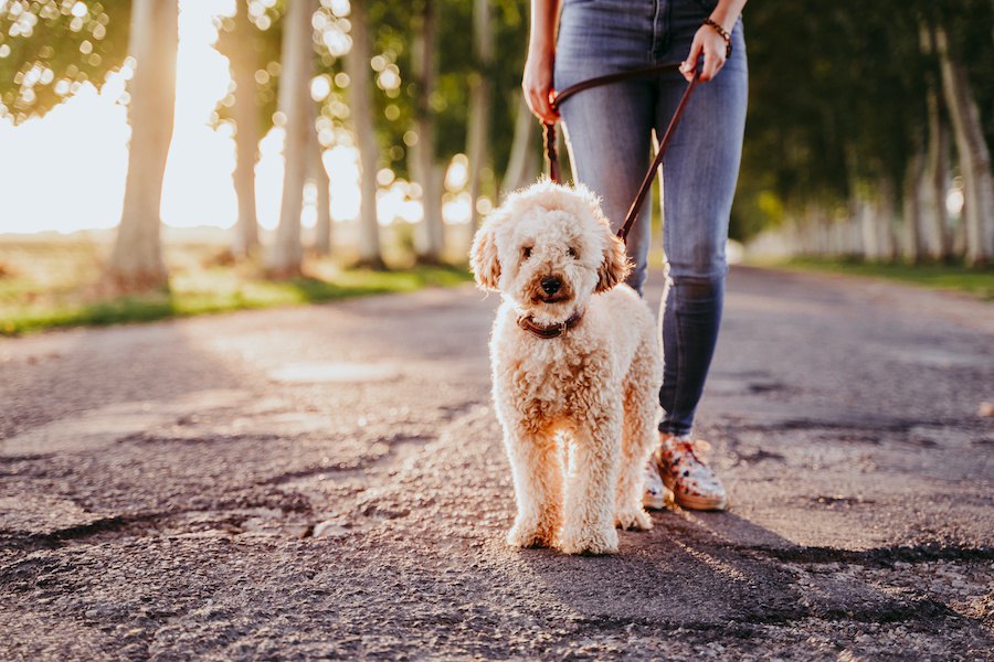 観察してみよう！犬の歩き方別の心理５つ