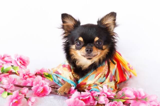 犬の七五三はいつ？注意する点や祈祷をしてくれる関東の神社をご紹介