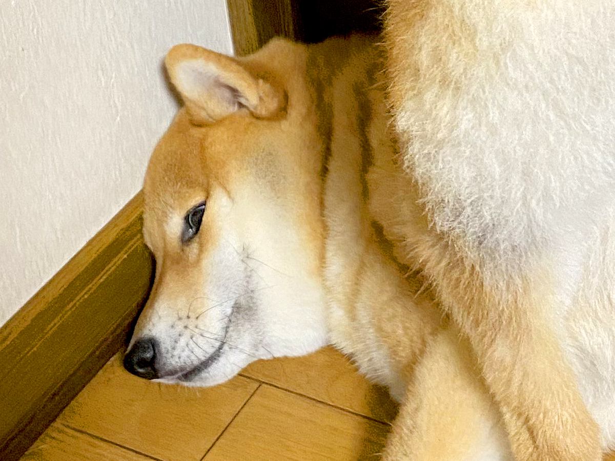 『散歩に行きたくない犬』VS『ハーネスをつけたい飼い主』→隅に追い詰めた結果…衝撃的な『抵抗の仕方』に1万いいね「笑ったｗ」「お尻ｗｗ」