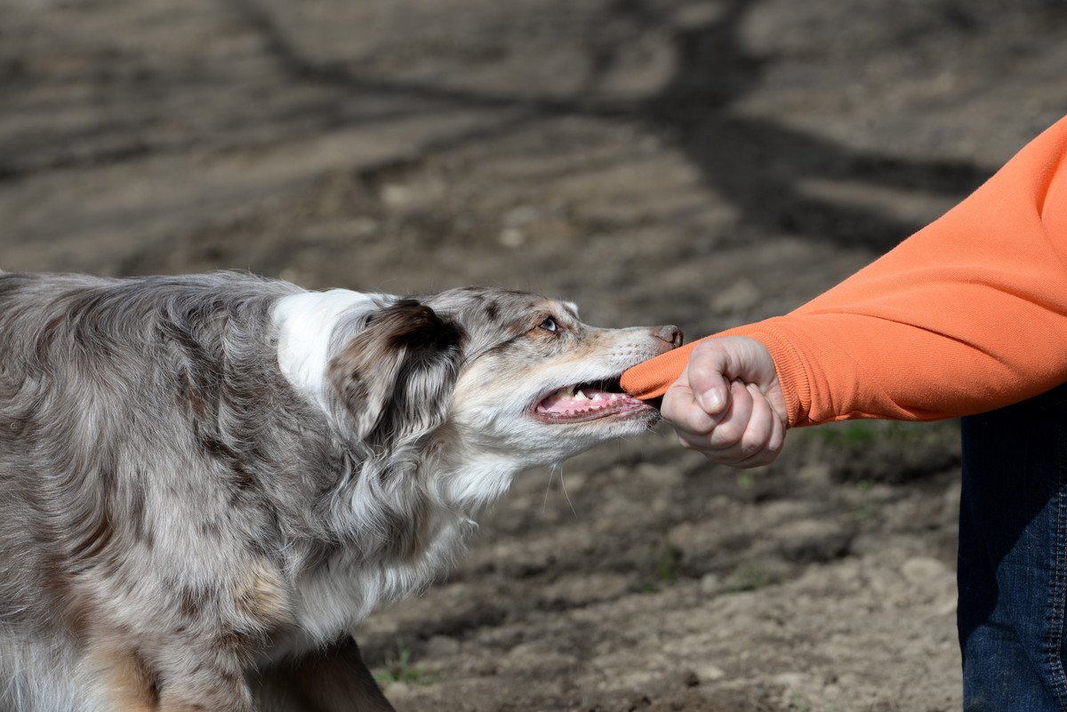 犬の噛み癖を直す『正しい方法』を解説！間違ったやり方だと解決できない可能性も