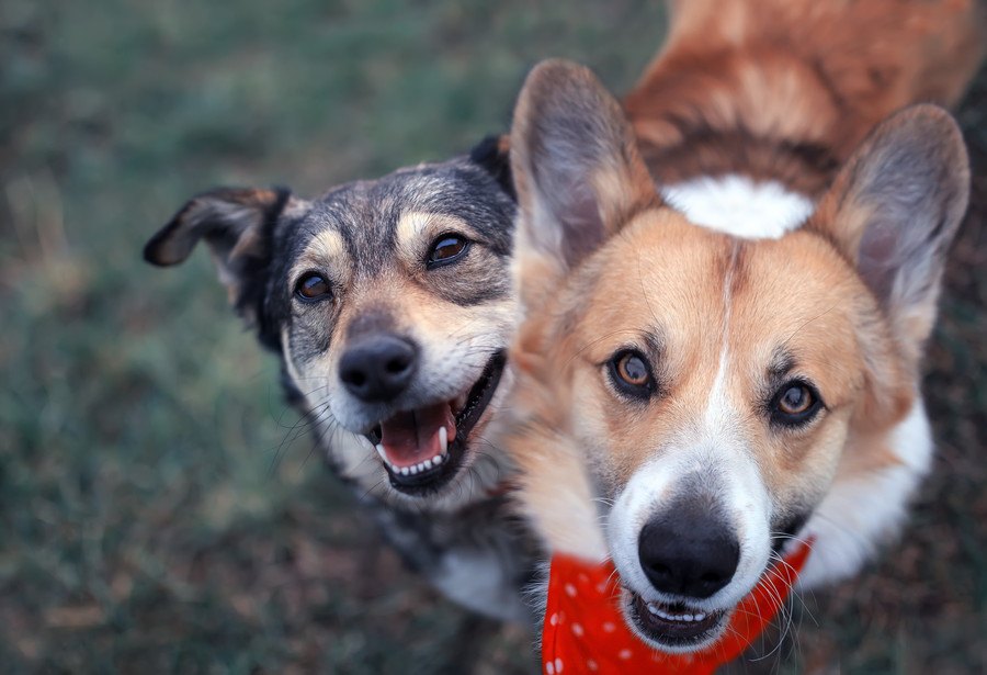 犬が飼い主を『助けたい！』と思っている時の仕草や行動３選