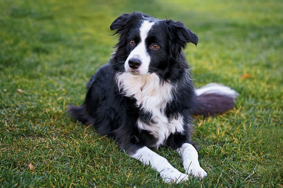 イギリスの犬種6選！それぞれの特徴や性格、注意点について解説