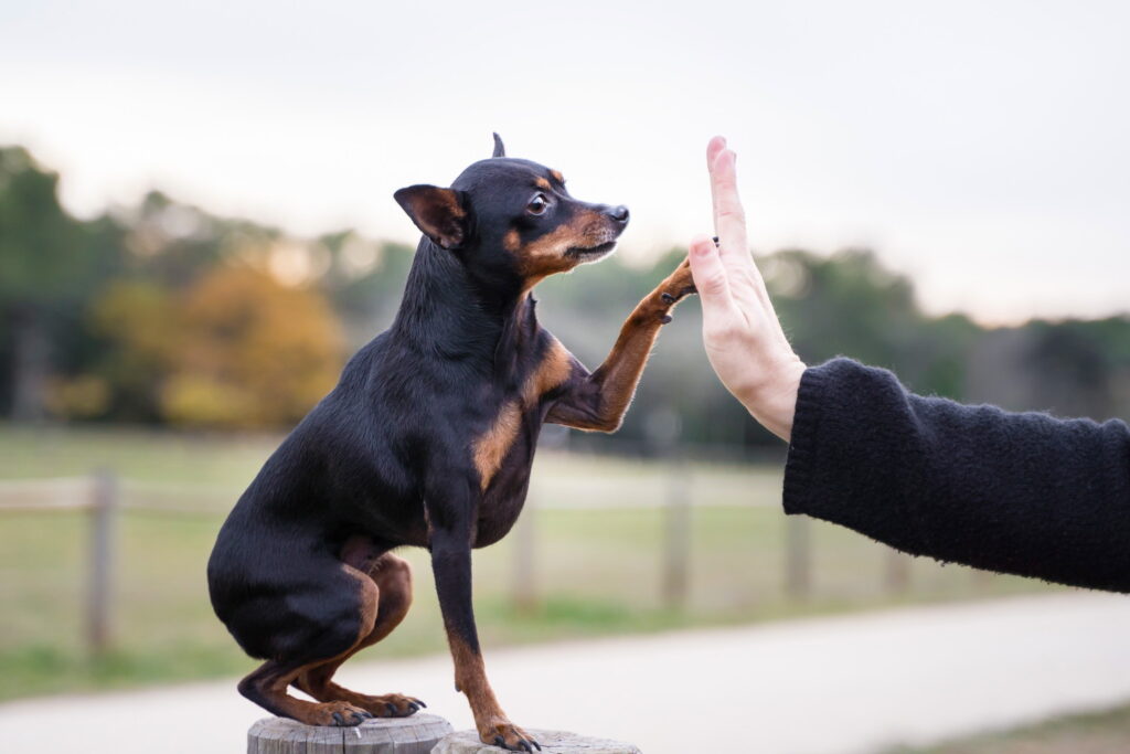 ミニチュアピンシャーの里親になる方法｜保護犬の探し方から準備、注意点まで解説