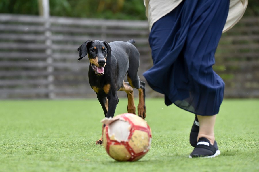 犬を最高に喜ばせる方法５選！普段から愛情を与えるよう意識しよう