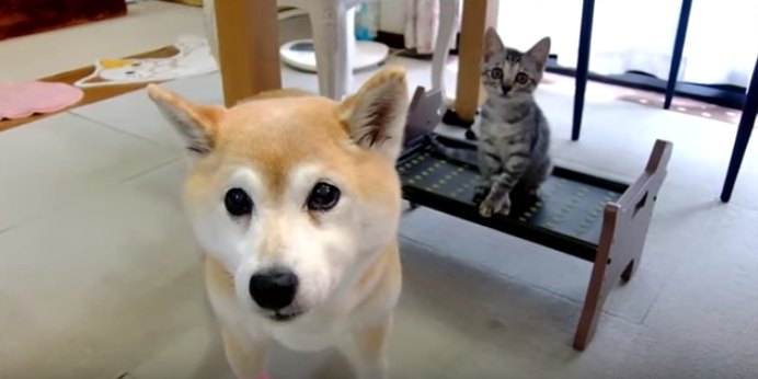 「こうするのよ！」子猫にキメ顔指導するわんこがあざとカワイイ♡