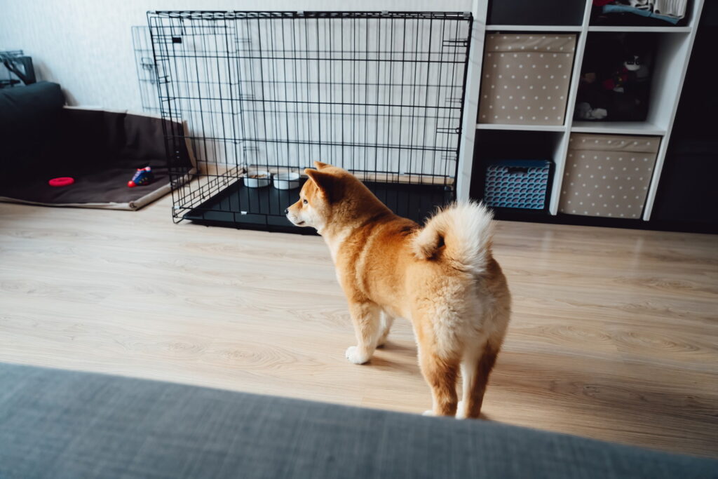 柴犬にケージは必要？選び方から設置場所、しつけのコツまで徹底解説