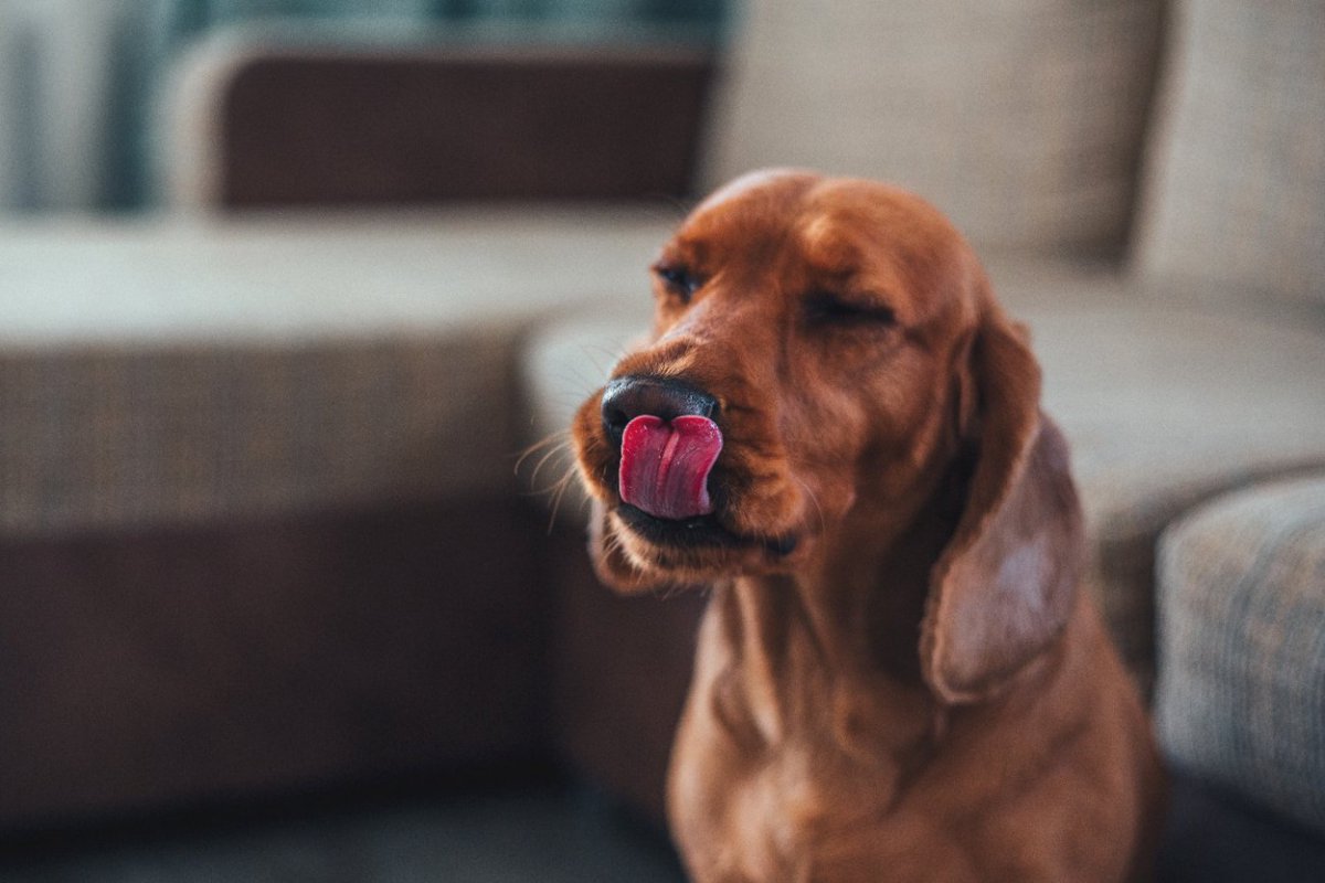 犬が亡くなる可能性のある『食品』4選　絶対に与えてはいけない理由と危険な症状とは