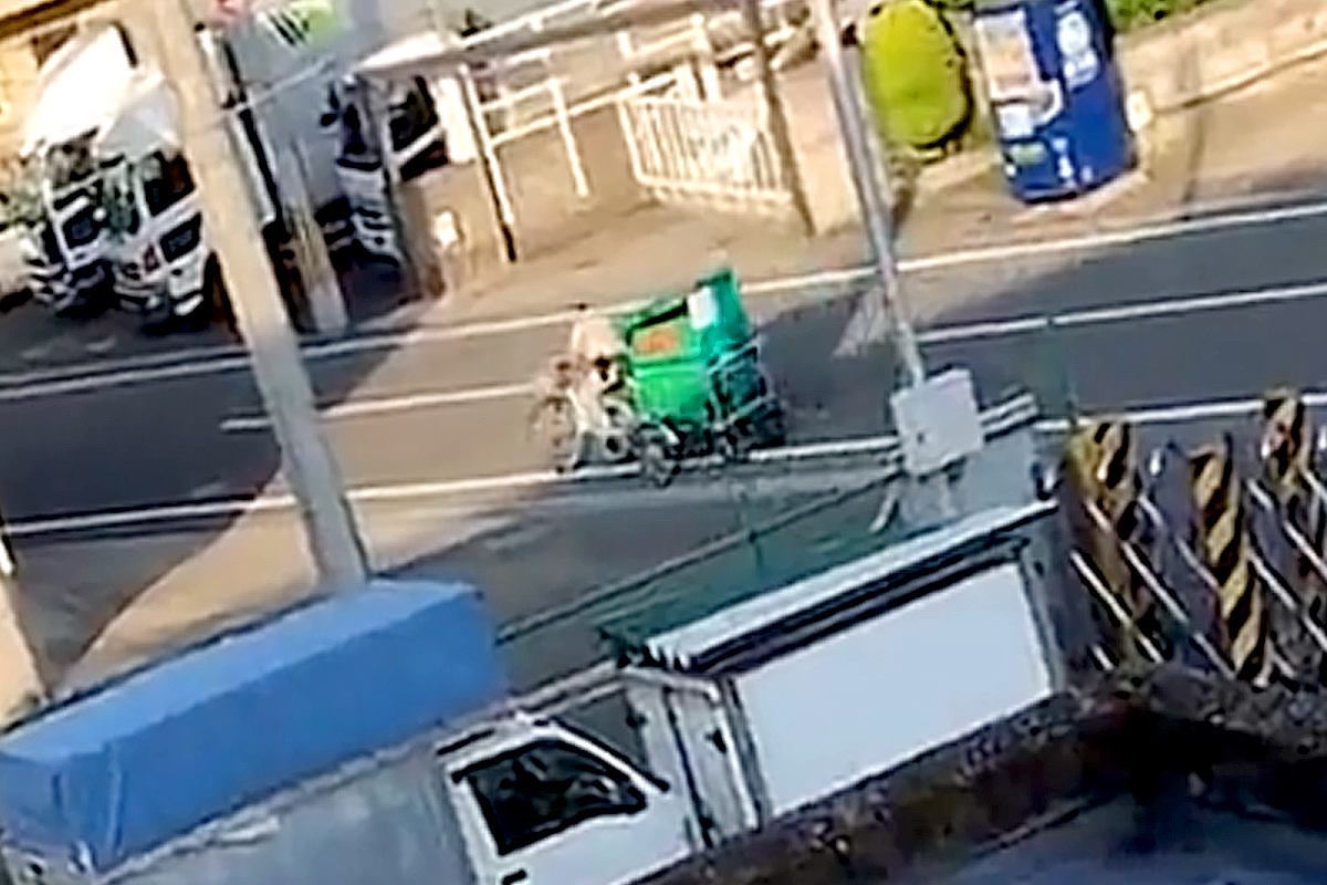 遠くで『クロネコヤマトの配達員』を発見した大型犬→ボール遊びを放棄して…大好きが伝わる『素敵なアピール』に絶賛「可愛いｗ」「お利口さん」