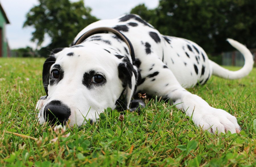 犬が突然動かなくなる心理５選！散歩中に固まったりするのはなぜ？