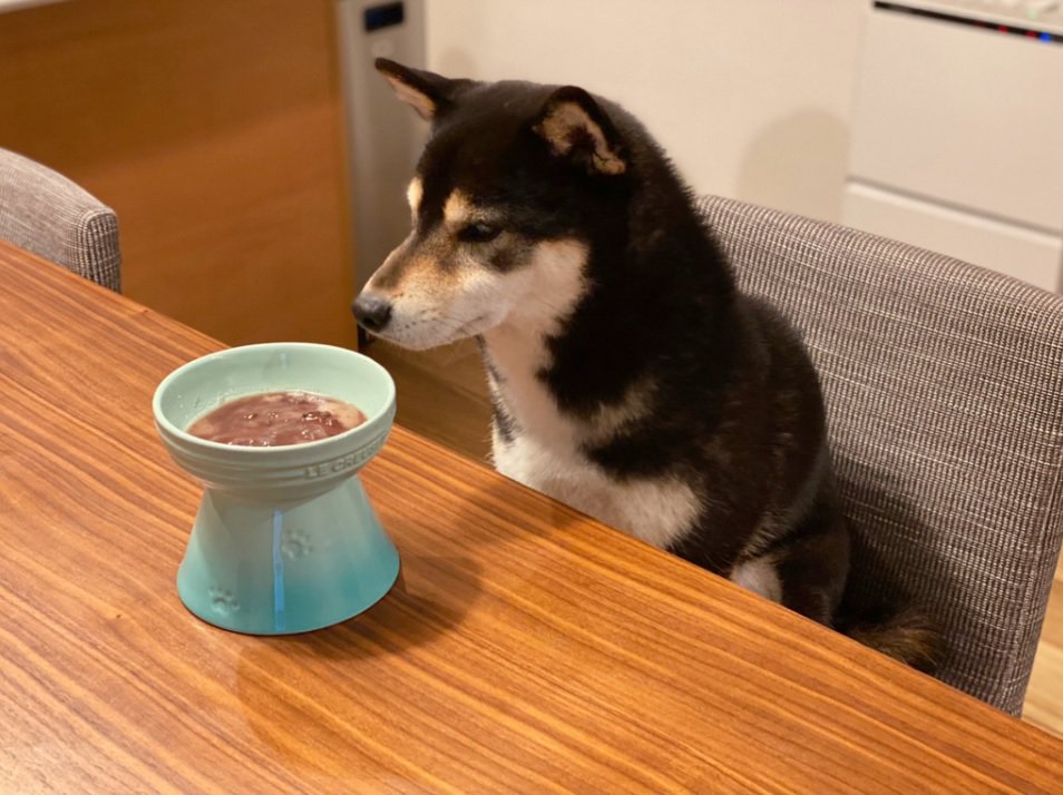 思ってたのと違う…おしるこへの期待を裏切られた柴犬さんに腹筋崩壊