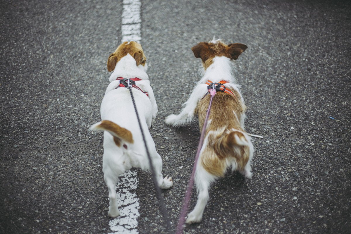 小型犬にとって適切な1日の運動量とは？多くても少なくてもデメリットが！