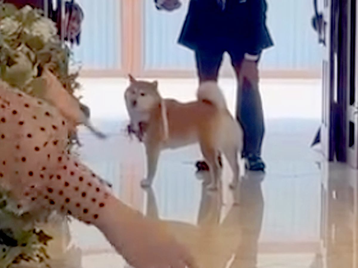 結婚式で『指輪を運ぶ役』を任された犬→リハーサルは完璧だったのに…『まさかの結末』が41万再生「最高ですｗ」「可愛すぎる」と称賛の声