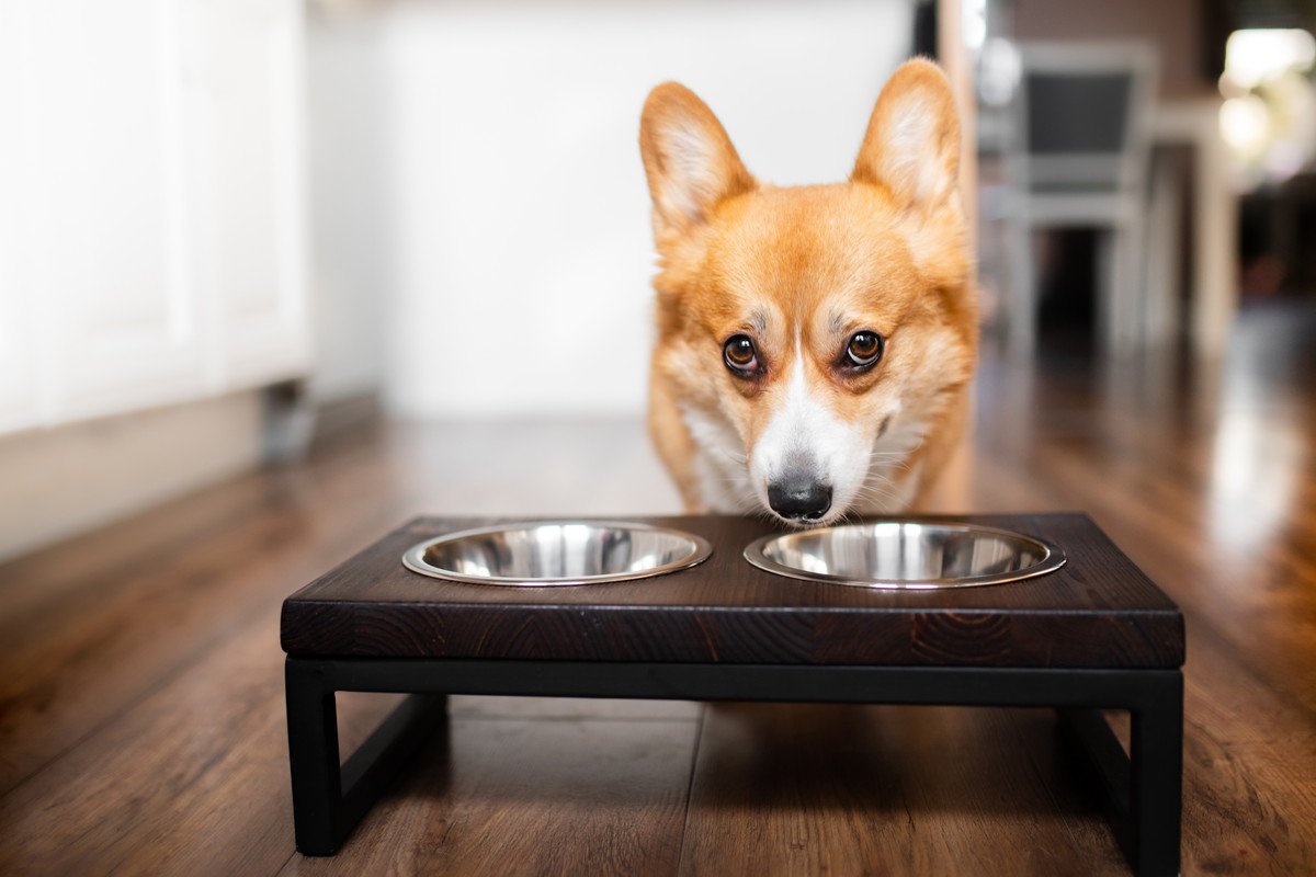 犬が『はやくごはんを食べたい』ときにする行動6選　問題行動に発展しないよう注意すべきこととは？