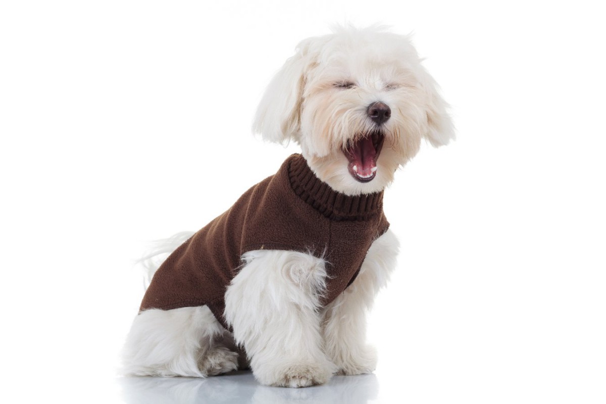 『服を着るのが嫌いな犬』の特徴4つ！着せなければいけない時にやるべき方法とは？