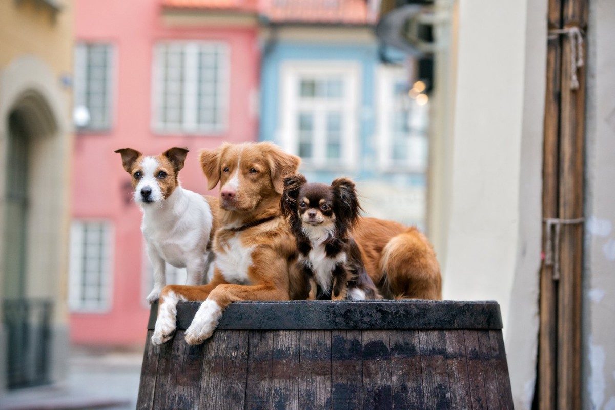 犬は自分の体のサイズを認知しているだろうか？という実験結果