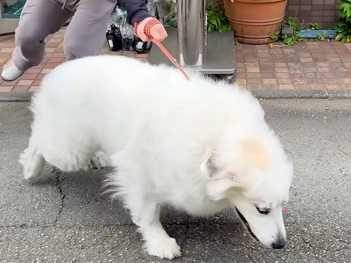 動物病院が大嫌いな超大型犬→ドアを開けようとしたら…想像を遥かに超える『拒否』が391万再生「病院キャンセル界隈ww」「コントで草」