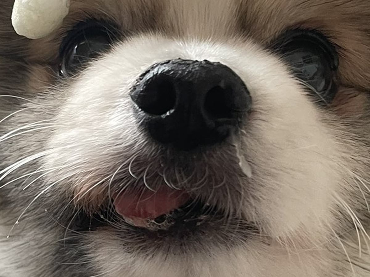 おやつを無くしてしまった犬→一生懸命探していると思ったら…コント過ぎる『衝撃の結末』に「ニオイするのにｗ」「ドジっ子可愛い」と1万いいね