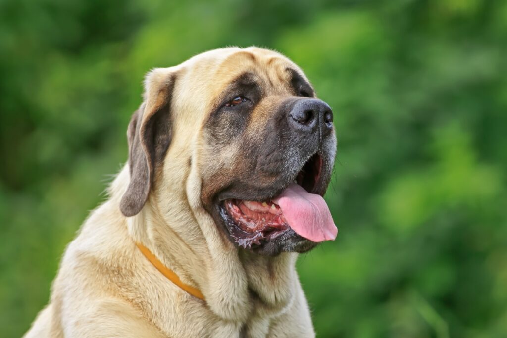 【獣医師監修】イングリッシュ・マスティフ｜犬種の特徴と性格、飼い方や価格相場まで解説
